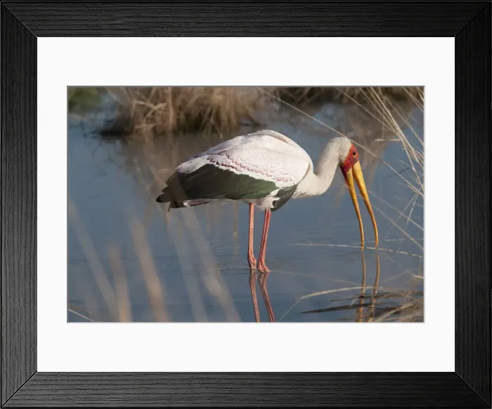 Framed Print : DDE-90019261 Framed Print : DDE-90019261