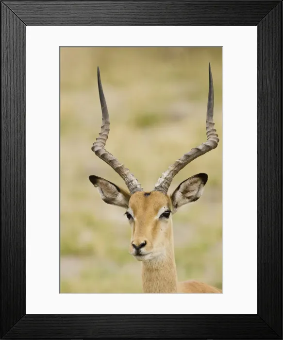 Framed Print : DDE-90019265 Framed Print : DDE-90019265