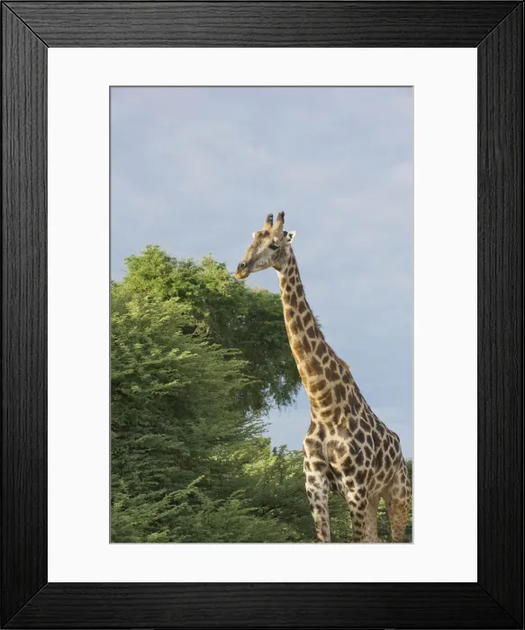 Framed Print : DDE-90019264 Framed Print : DDE-90019264