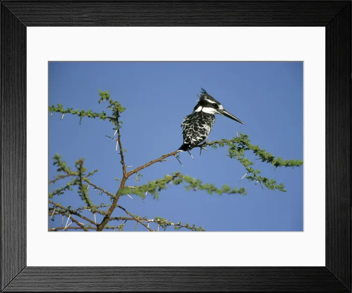 Framed Print : DDE-90019267 Framed Print : DDE-90019267
