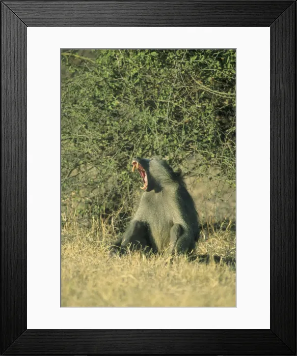 Framed Print : DDE-90019269 Framed Print : DDE-90019269