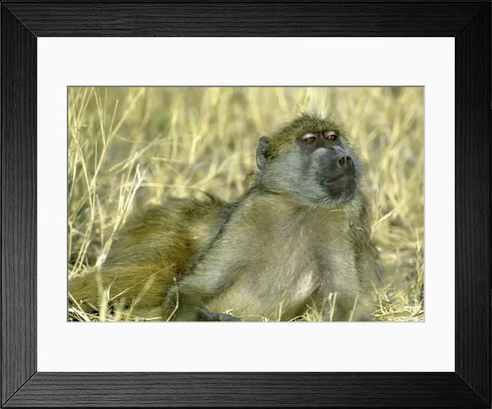 Framed Print : DDE-90019268 Framed Print : DDE-90019268