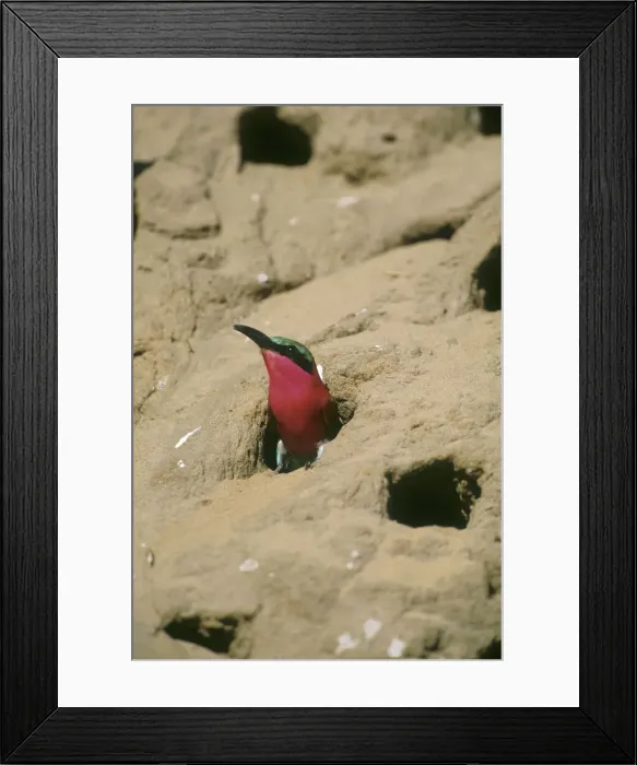 Framed Print : DDE-90019270 Framed Print : DDE-90019270