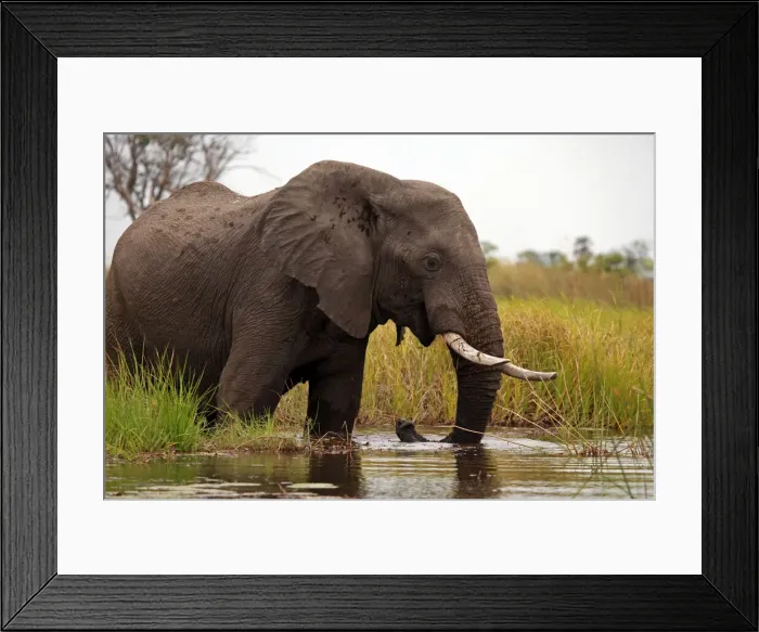 Framed Print : DDE-90019272 Framed Print : DDE-90019272