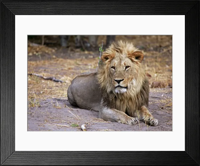Framed Print : DDE-90019274 Framed Print : DDE-90019274