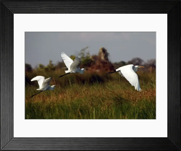 Framed Print : DDE-90019276 Framed Print : DDE-90019276