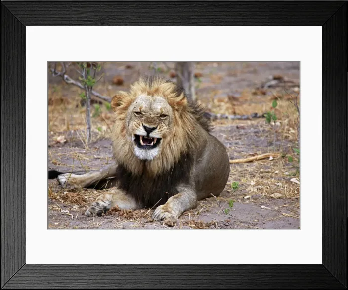 Framed Print : DDE-90019275 Framed Print : DDE-90019275