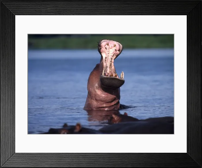 Framed Print : DDE-90019280 Framed Print : DDE-90019280