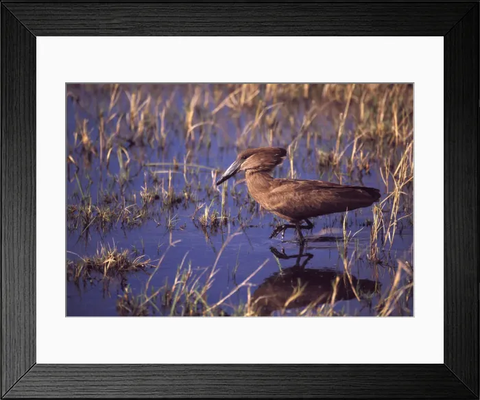 Framed Print : DDE-90019283