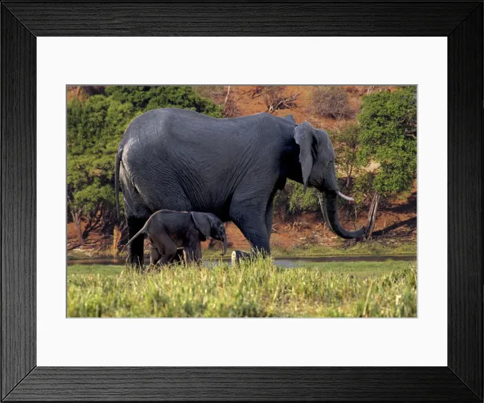 Framed Print : DDE-90019281 Framed Print : DDE-90019281