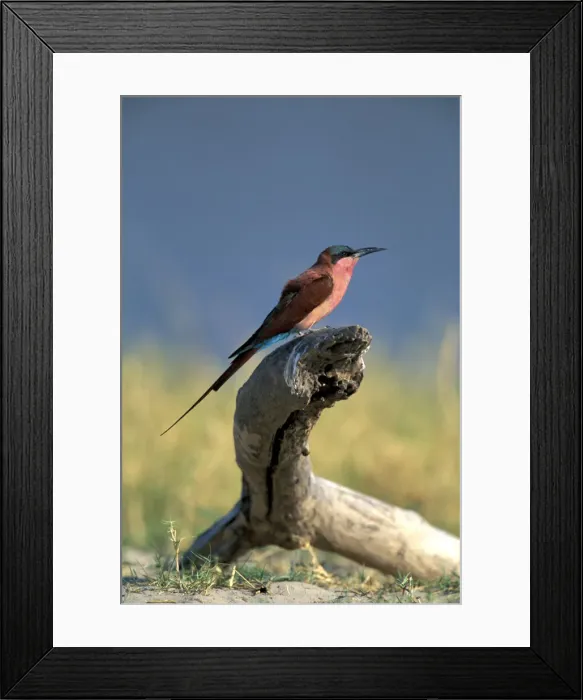 Framed Print : DDE-90019284