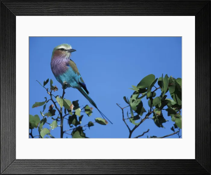 Framed Print : DDE-90019285 Framed Print : DDE-90019285