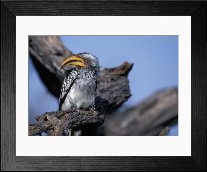 Framed Print : DDE-90019287 Framed Print : DDE-90019287