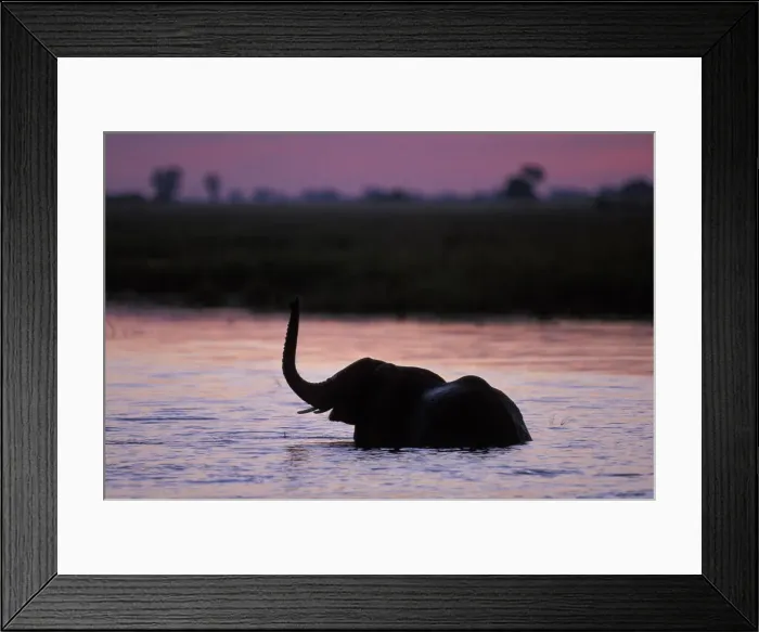 Framed Print : DDE-90019288 Framed Print : DDE-90019288