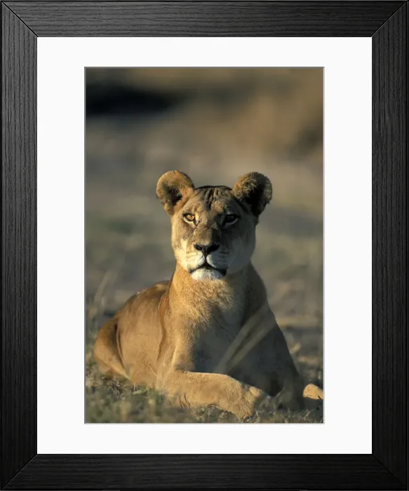 Framed Print : DDE-90019290 Framed Print : DDE-90019290
