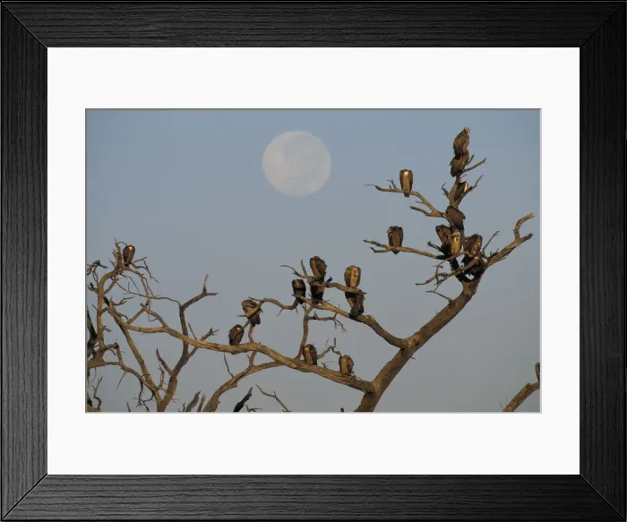 Framed Print : DDE-90019289