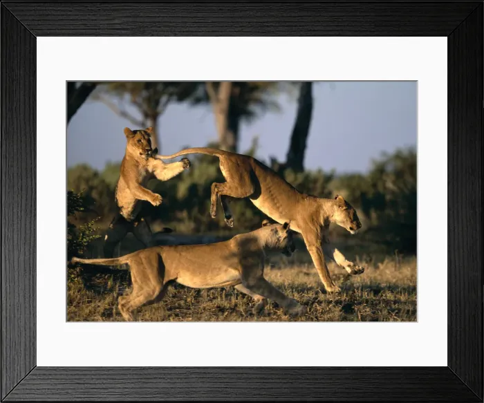 Framed Print : DDE-90019291 Framed Print : DDE-90019291