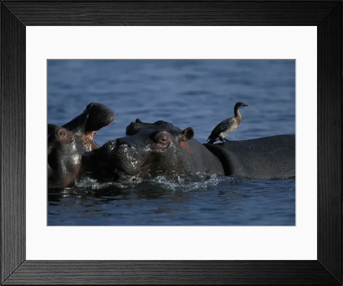 Framed Print : DDE-90019293 Framed Print : DDE-90019293