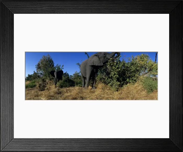 Framed Print : DDE-90019292 Framed Print : DDE-90019292