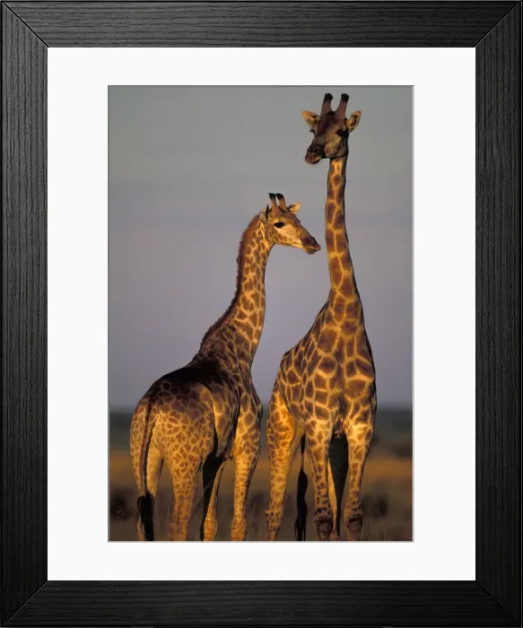 Framed Print : DDE-90019294