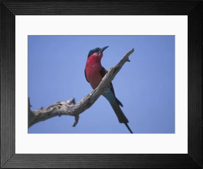 Framed Print : DDE-90019296
