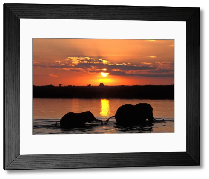 Framed Print : DDE-90019297 Framed Print : DDE-90019297