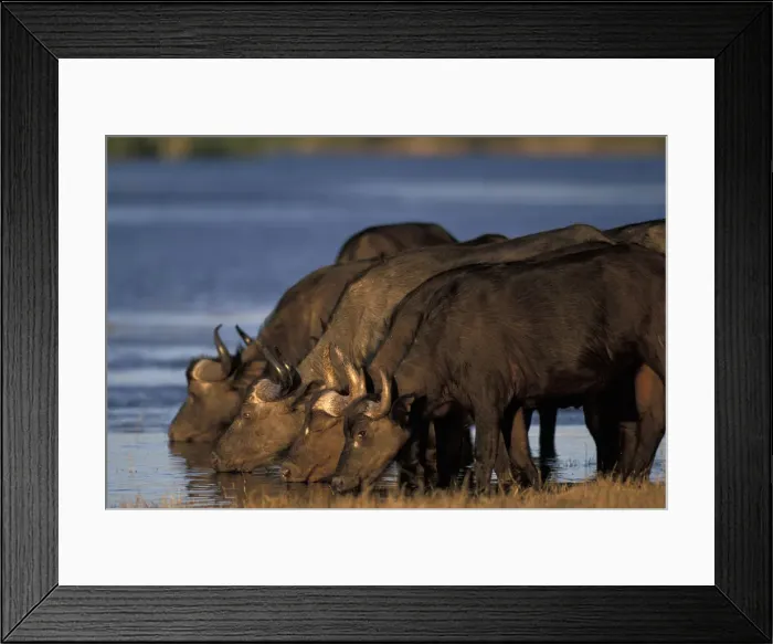 Framed Print : DDE-90019295