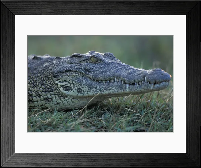 Framed Print : DDE-90019299