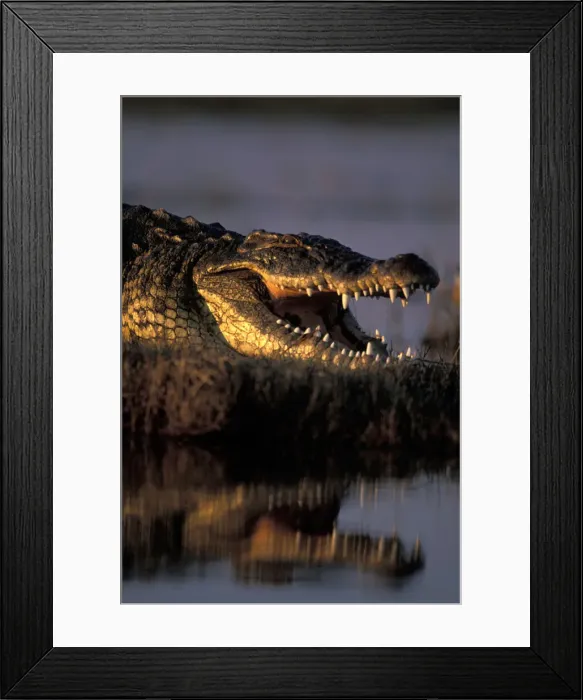 Framed Print : DDE-90019298