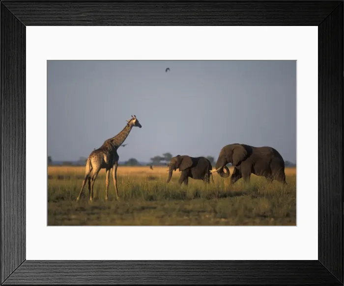 Framed Print : DDE-90019300 Framed Print : DDE-90019300