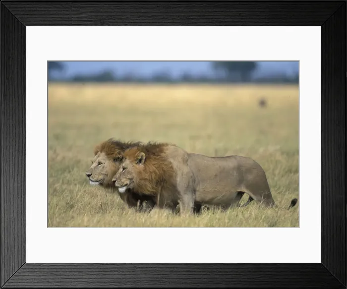 Framed Print : DDE-90019302 Framed Print : DDE-90019302