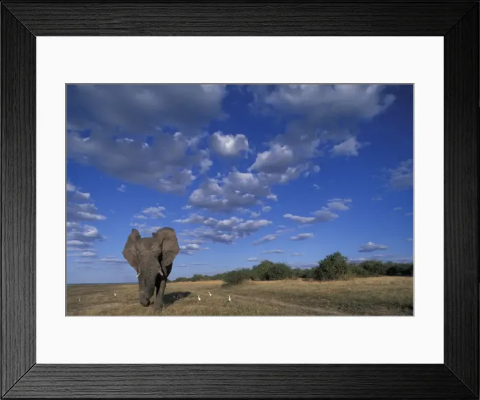 Framed Print : DDE-90019301 Framed Print : DDE-90019301