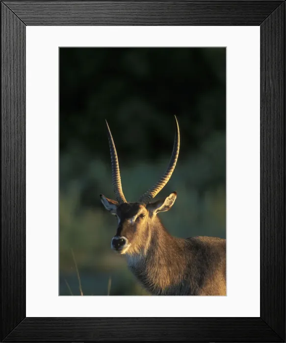 Framed Print : DDE-90019305 Framed Print : DDE-90019305