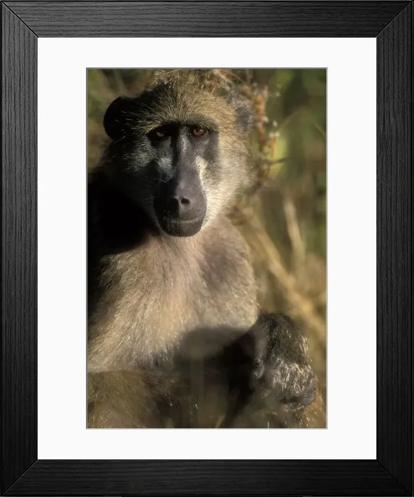 Framed Print : DDE-90019306 Framed Print : DDE-90019306
