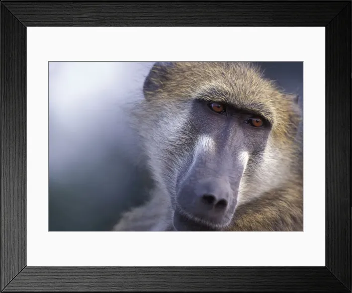Framed Print : DDE-90019307 Framed Print : DDE-90019307