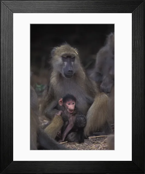 Framed Print : DDE-90019308 Framed Print : DDE-90019308