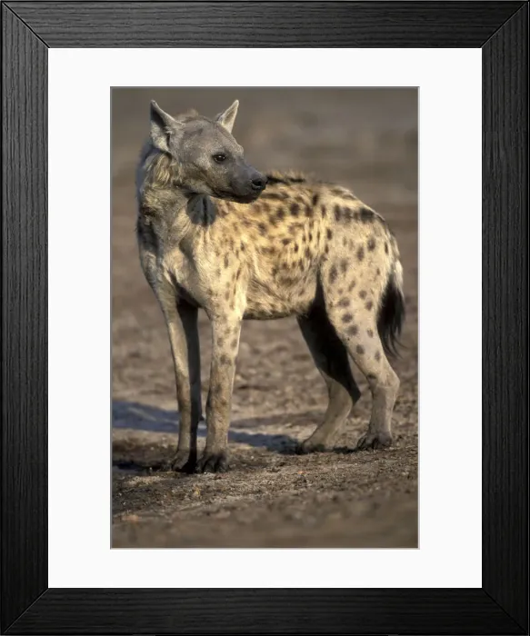 Framed Print : DDE-90019310 Framed Print : DDE-90019310