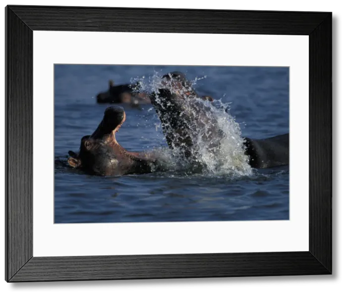 Framed Print : DDE-90019312 Framed Print : DDE-90019312