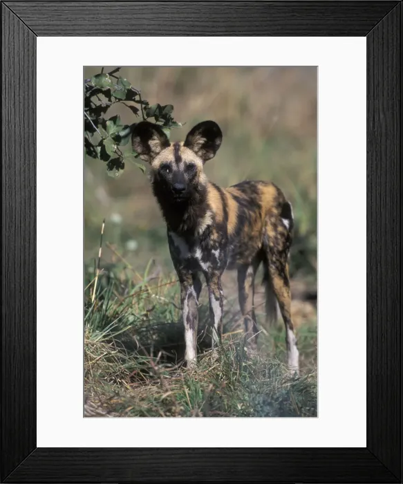 Framed Print : Africa, Botswana, Chobe National Park, African Framed Print : Africa, Botswana, Chobe National Park, African