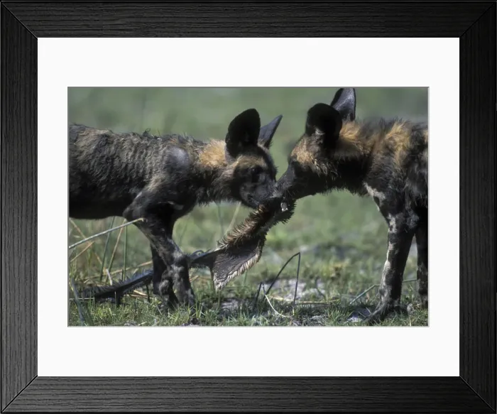 Framed Print : DDE-90019313 Framed Print : DDE-90019313