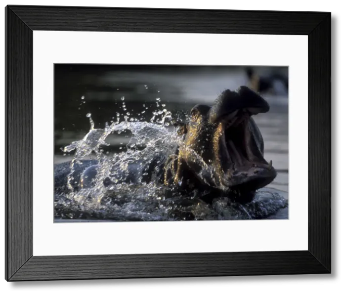 Framed Print : DDE-90019315 Framed Print : DDE-90019315