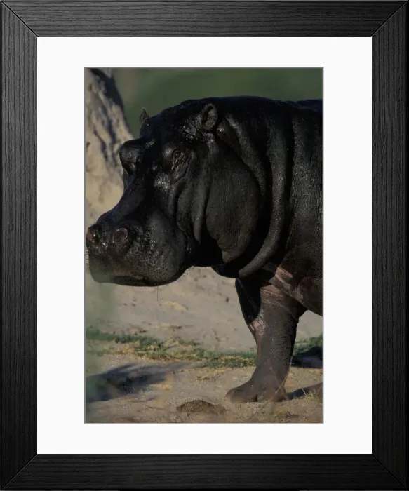Framed Print : DDE-90019316