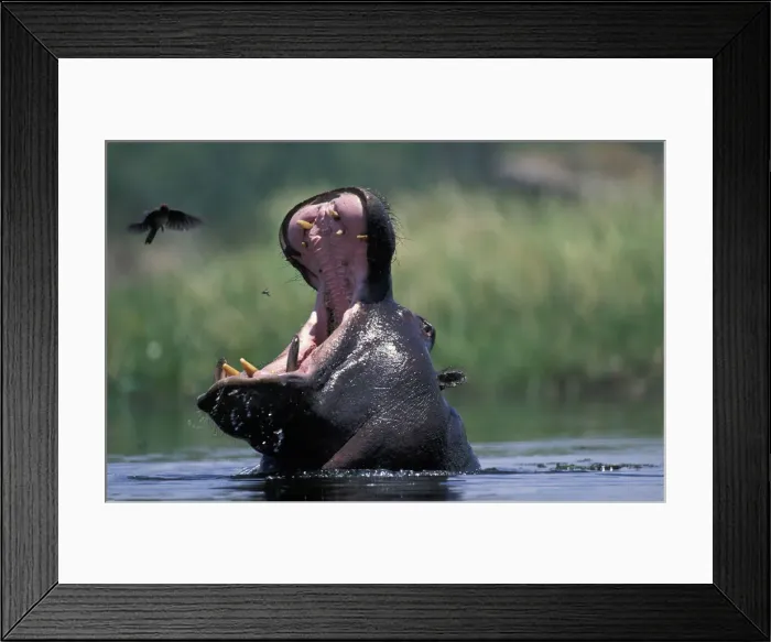 Framed Print : DDE-90019317 Framed Print : DDE-90019317