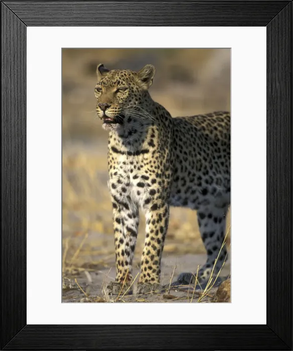 Framed Print : DDE-90019319 Framed Print : DDE-90019319
