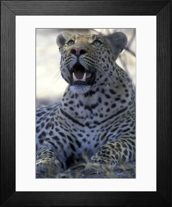 Framed Print : DDE-90019320 Framed Print : DDE-90019320