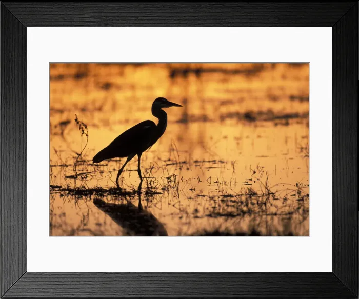 Framed Print : DDE-90019321 Framed Print : DDE-90019321