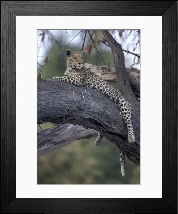 Framed Print : DDE-90019323 Framed Print : DDE-90019323