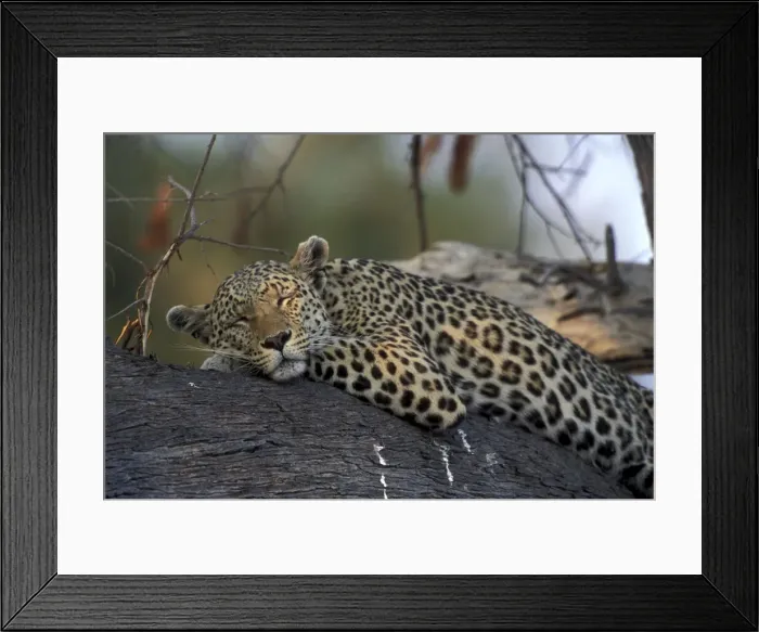 Framed Print : DDE-90019324 Framed Print : DDE-90019324