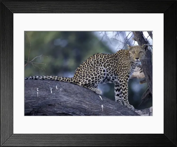 Framed Print : DDE-90019325 Framed Print : DDE-90019325