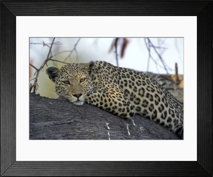 Framed Print : DDE-90019326 Framed Print : DDE-90019326